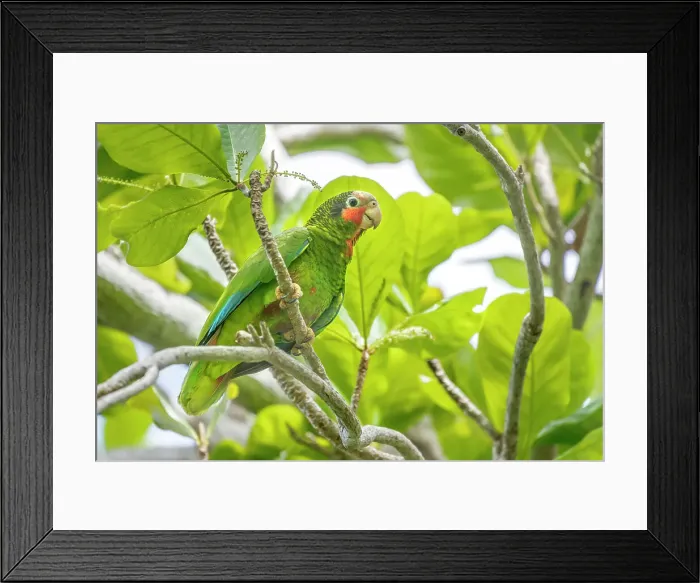 Framed Print : Cayman Parrot (Amazona leucocephala caymanensis), Grand Cayman, British West Indies Framed Print : Cayman Parrot (Amazona leucocephala caymanensis), Grand Cayman, British West Indies