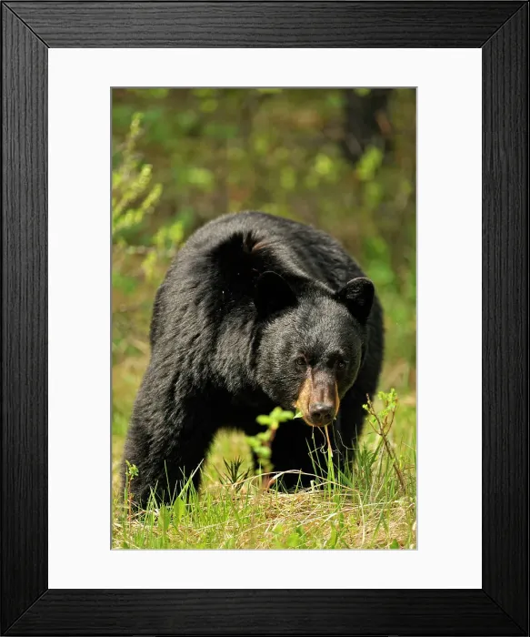 Framed Print : American Black bear (Ursus americanus) Feeding on grasses and dandelions in spring, Banff NP, Alberta, Canada Framed Print : American Black bear (Ursus americanus) Feeding on grasses and dandelions in spring, Banff NP, Alberta, Canada
