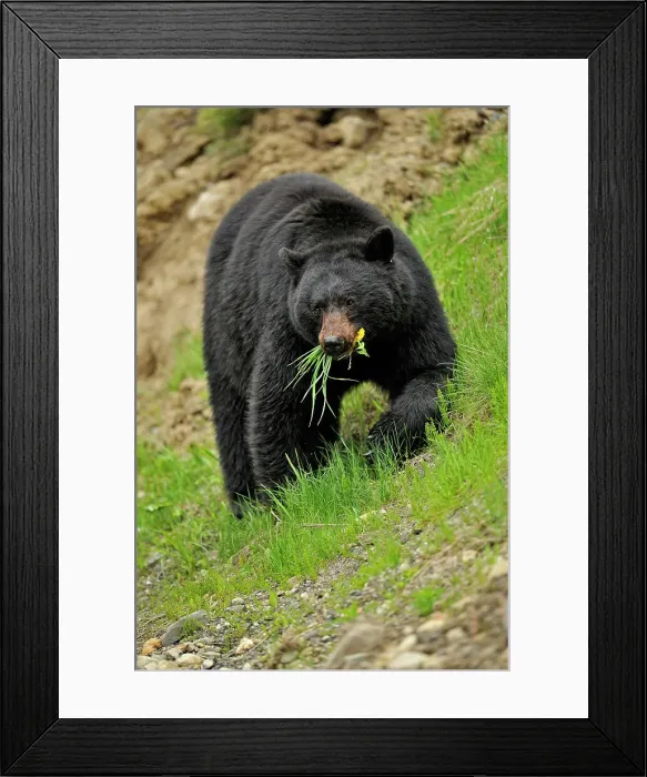 Framed Print : American Black bear (Ursus americanus Foraging for dandelions and grass in springtime, E.C. Manning Prov Park, BC, Canada, E.C. Manning Prov Park, BC, Canada) Framed Print : American Black bear (Ursus americanus Foraging for dandelions and grass in springtime, E.C. Manning Prov Park, BC, Canada, E.C. Manning Prov Park, BC, Canada)