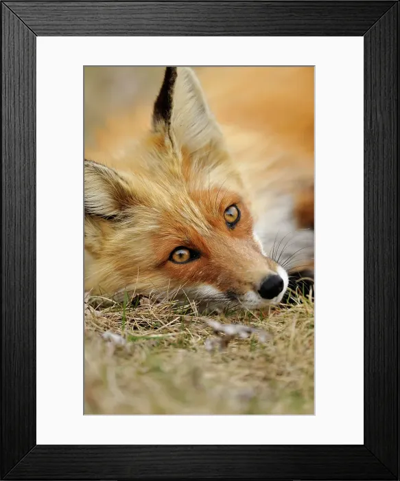 Framed Print : Red fox (Vulpes vulpes). Greater Sudbury, Ontario, Canada Framed Print : Red fox (Vulpes vulpes). Greater Sudbury, Ontario, Canada