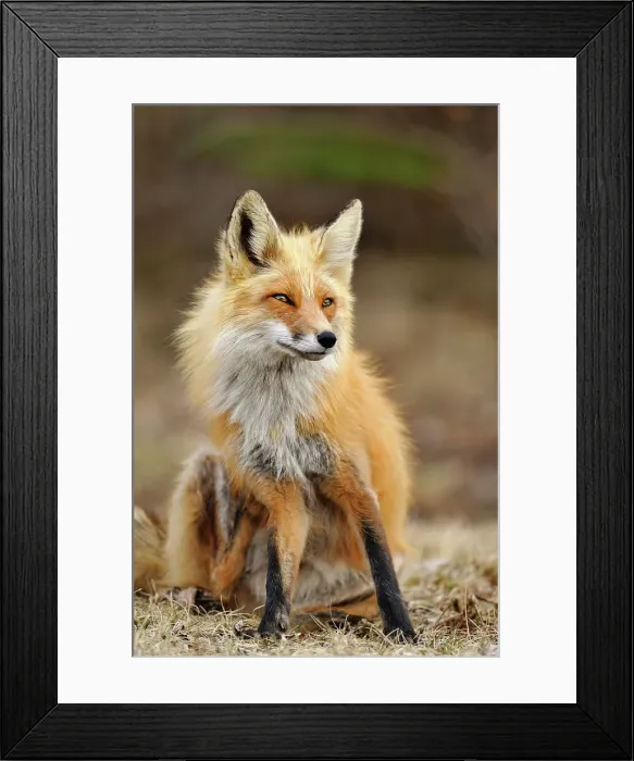 Framed Print : Red fox (Vulpes vulpes). Greater Sudbury, Ontario, Canada Framed Print : Red fox (Vulpes vulpes). Greater Sudbury, Ontario, Canada