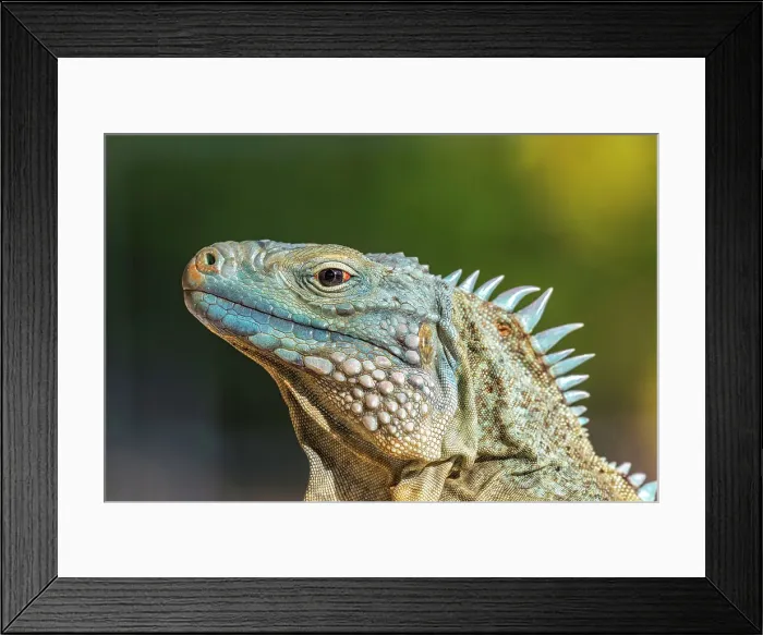 Framed Print : A critically endangered Blue Iguana (Cyclura lewisi) on Grand Cayman, Cayman Islands, British West Indies Framed Print : A critically endangered Blue Iguana (Cyclura lewisi) on Grand Cayman, Cayman Islands, British West Indies