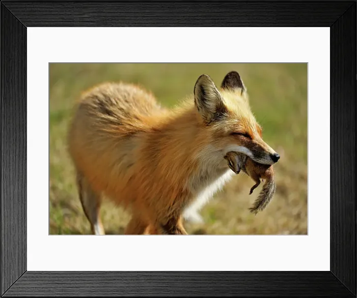 Framed Print : Red fox (Vulpes vulpes). Greater Sudbury, Ontario, Canada