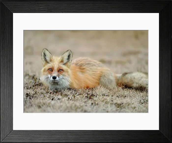 Framed Print : Red fox (Vulpes vulpes). Greater Sudbury, Ontario, Canada Framed Print : Red fox (Vulpes vulpes). Greater Sudbury, Ontario, Canada