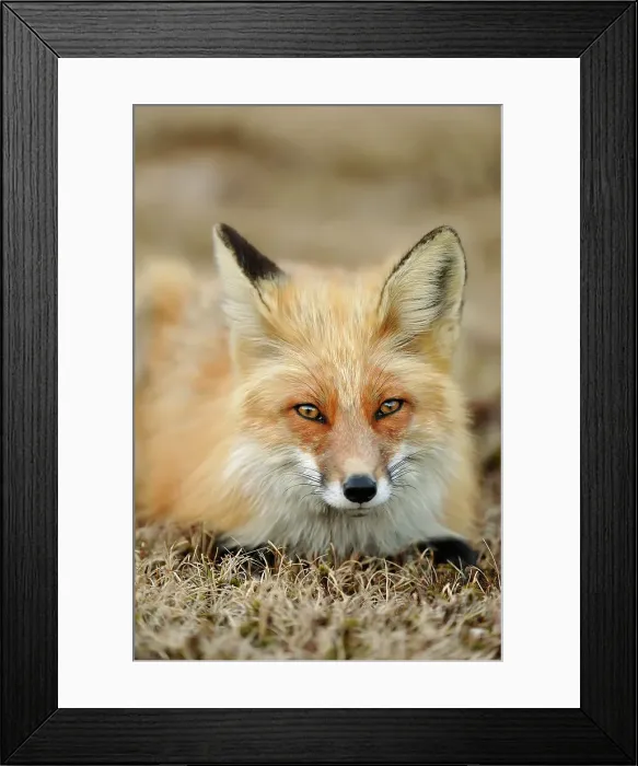 Framed Print : Red fox (Vulpes vulpes). Greater Sudbury, Ontario, Canada