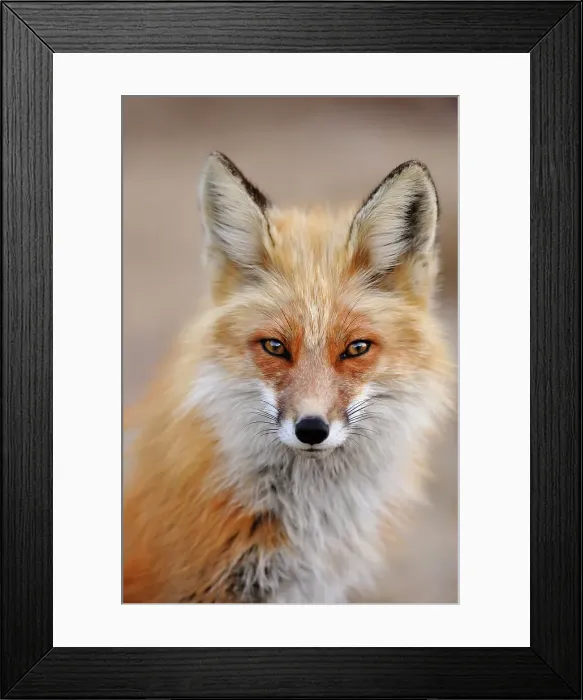 Framed Print : Red fox (Vulpes vulpes). Greater Sudbury, Ontario, Canada Framed Print : Red fox (Vulpes vulpes). Greater Sudbury, Ontario, Canada