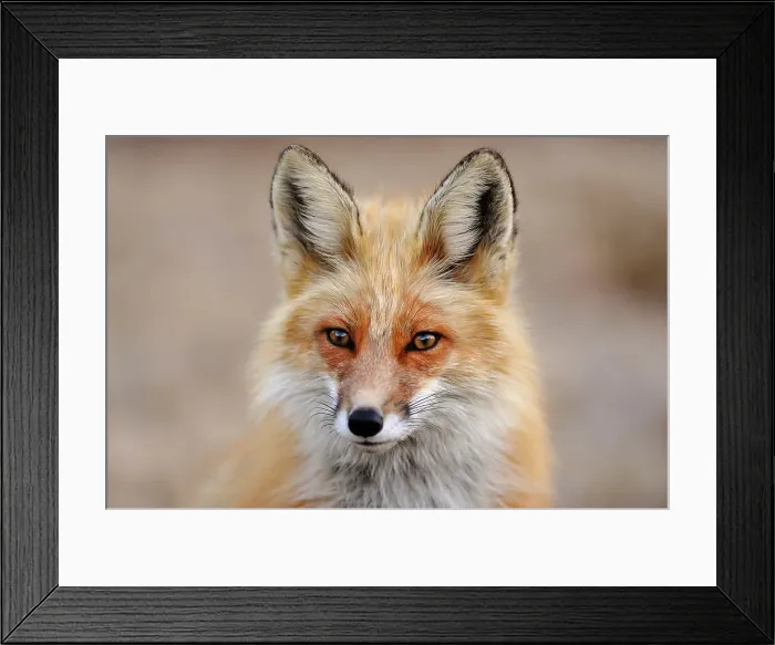 Framed Print : Red fox (Vulpes vulpes). Greater Sudbury, Ontario, Canada Framed Print : Red fox (Vulpes vulpes). Greater Sudbury, Ontario, Canada