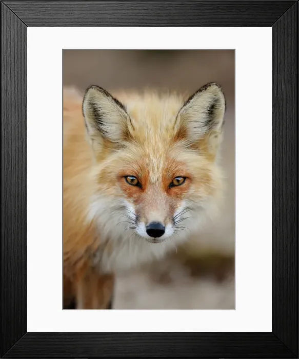 Framed Print : Red fox (Vulpes vulpes). Greater Sudbury, Ontario, Canada Framed Print : Red fox (Vulpes vulpes). Greater Sudbury, Ontario, Canada