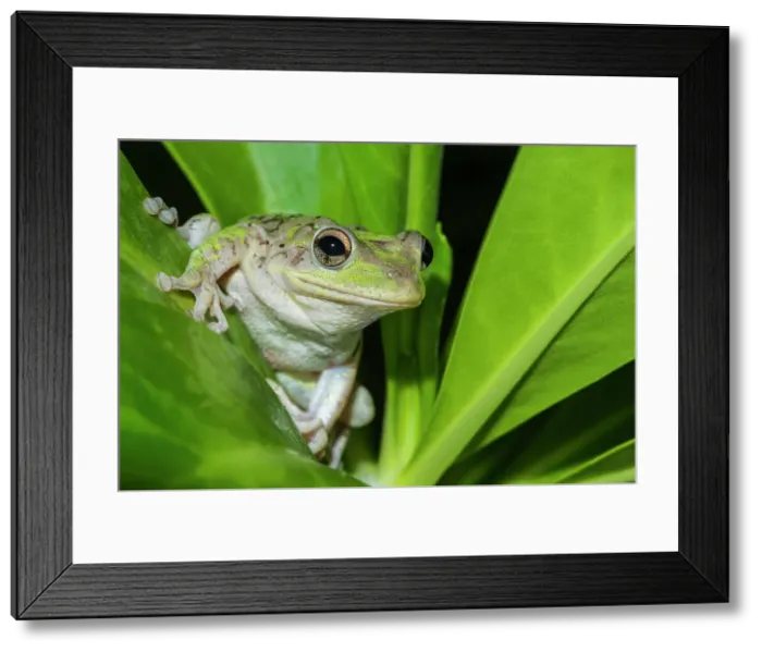 Framed Print : Cuban Tree Frog (Osteopilus septentrionalis), Cayman Brac, Cayman Islands, British West Indies