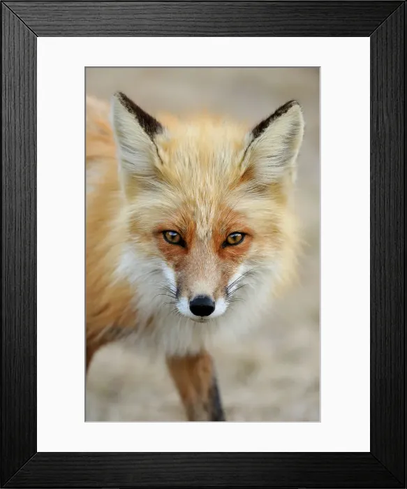 Framed Print : Red fox (Vulpes vulpes). Greater Sudbury, Ontario, Canada
