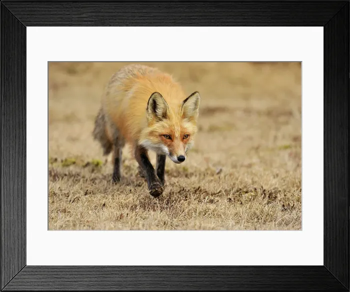 Framed Print : Red fox (Vulpes vulpes). Greater Sudbury, Ontario, Canada Framed Print : Red fox (Vulpes vulpes). Greater Sudbury, Ontario, Canada