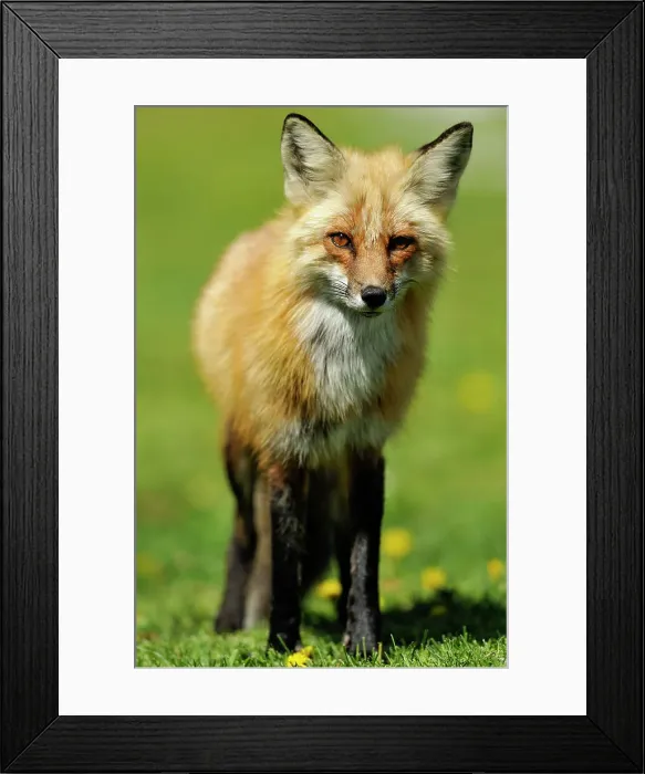 Framed Print : Red fox (Vulpes vulpes). Wanup, Ontario, Canada Framed Print : Red fox (Vulpes vulpes). Wanup, Ontario, Canada