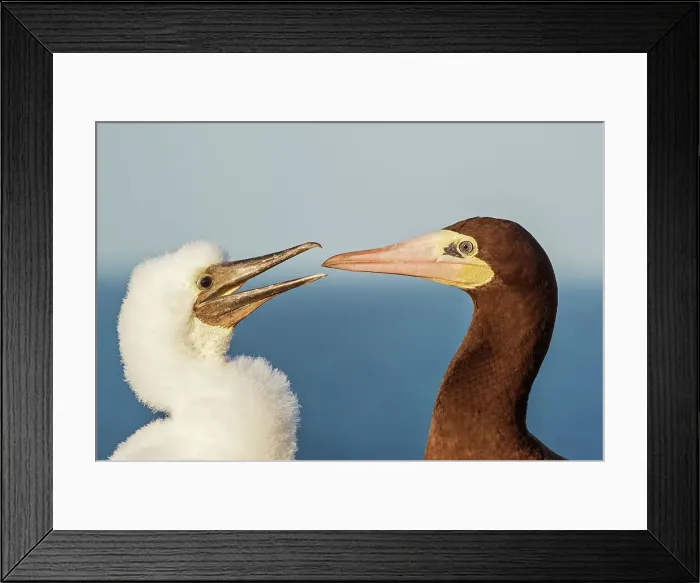 Framed Print : Brown Booby (Sula leucogaster) female with chcik at the nest, Cayman Brac, Cayman Islands, British West Indies