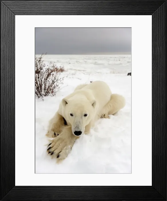 Framed Print : Polar bear (Ursus maritimus) Resting on snow, Seal River Heritage Lodge, Churchill, Manitoba, Canada Framed Print : Polar bear (Ursus maritimus) Resting on snow, Seal River Heritage Lodge, Churchill, Manitoba, Canada