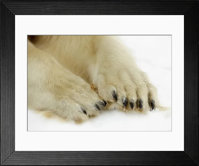 Framed Print : Polar bear (Ursus maritimus) Paw detail, Seal River Heritage Lodge, Churchill, Manitoba, Canada Framed Print : Polar bear (Ursus maritimus) Paw detail, Seal River Heritage Lodge, Churchill, Manitoba, Canada