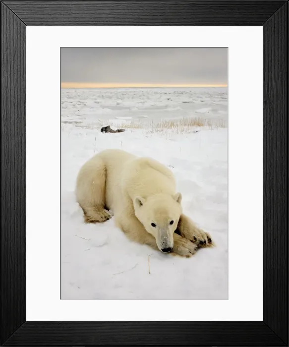 Framed Print : Polar bear (Ursus maritimus) Sleeping, Seal River Heritage Lodge, Churchill, Manitoba, Canada Framed Print : Polar bear (Ursus maritimus) Sleeping, Seal River Heritage Lodge, Churchill, Manitoba, Canada