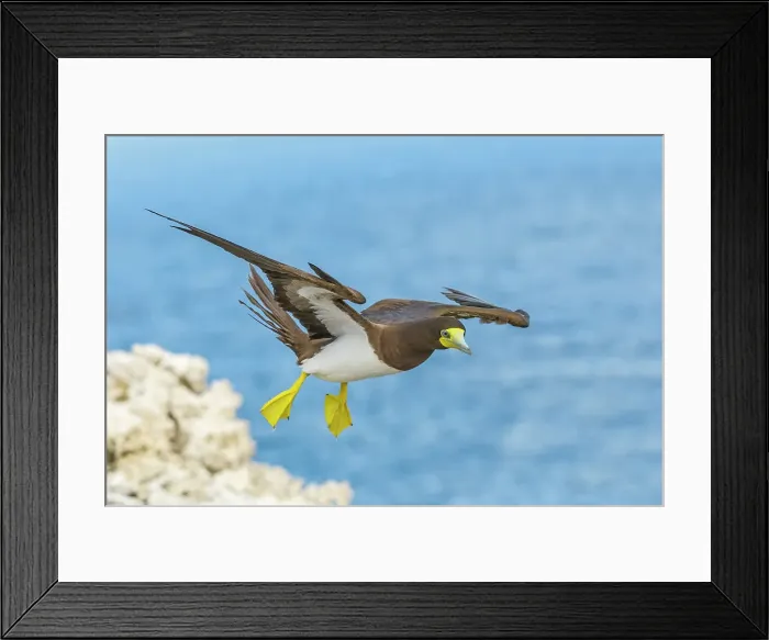 Framed Print : Brown Booby (Sula leucogaster) in flight, Cayman Brac, Cayman Islands, Britis West Indies Framed Print : Brown Booby (Sula leucogaster) in flight, Cayman Brac, Cayman Islands, Britis West Indies