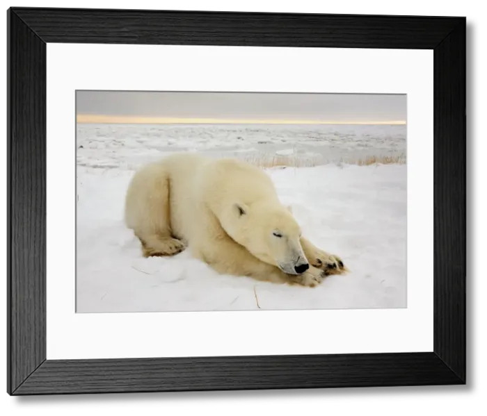 Framed Print : Polar bear (Ursus maritimus) Sleeping, Seal River Heritage Lodge, Churchill, Manitoba, Canada Framed Print : Polar bear (Ursus maritimus) Sleeping, Seal River Heritage Lodge, Churchill, Manitoba, Canada