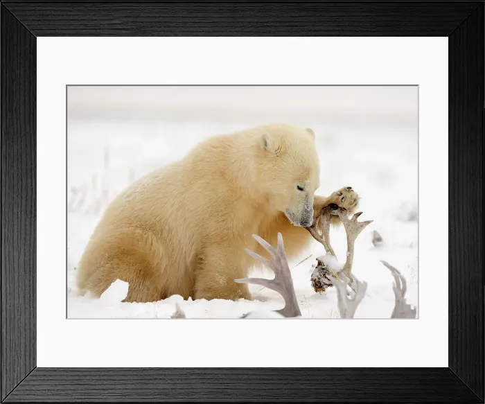Framed Print : Polar bear (Ursus maritimus) Gnawing on caribou antler, Seal River Heritage Lodge, Churchill, Manitoba, Canada Framed Print : Polar bear (Ursus maritimus) Gnawing on caribou antler, Seal River Heritage Lodge, Churchill, Manitoba, Canada