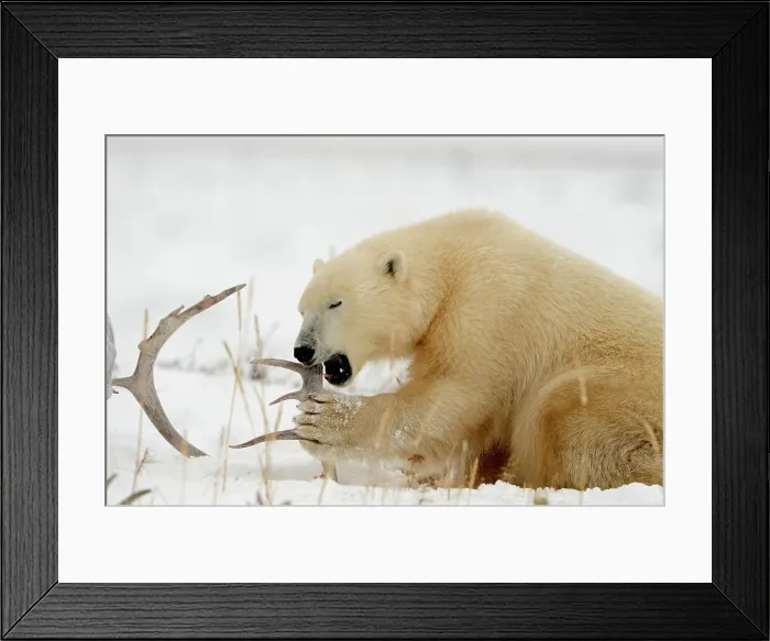 Framed Print : Polar bear (Ursus maritimus) Gnawing on caribou antler, Seal River Heritage Lodge, Churchill, Manitoba, Canada Framed Print : Polar bear (Ursus maritimus) Gnawing on caribou antler, Seal River Heritage Lodge, Churchill, Manitoba, Canada