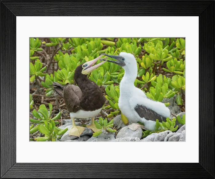Framed Print : Brown Booby (Sula leucogaster) female with chick at nest, Cayman Brac, Cayman Islands, British West Indies Framed Print : Brown Booby (Sula leucogaster) female with chick at nest, Cayman Brac, Cayman Islands, British West Indies