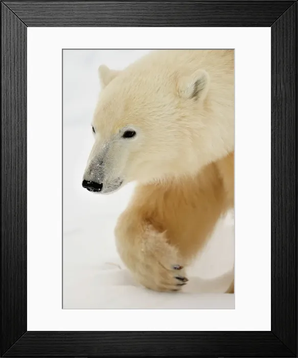 Framed Print : Polar bear (Ursus maritimus) foraging in the snow, possibly for berries in early winter, Seal River Heritage Lodge, Churchill, Manitoba, Canada Framed Print : Polar bear (Ursus maritimus) foraging in the snow, possibly for berries in early winter, Seal River Heritage Lodge, Churchill, Manitoba, Canada