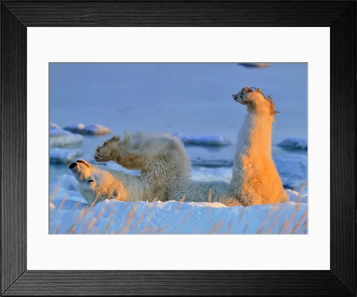 Framed Print : Polar bear (Ursus maritimus) Rolling in snow, Seal River Heritage Lodge, Churchill, Manitoba, Canada Framed Print : Polar bear (Ursus maritimus) Rolling in snow, Seal River Heritage Lodge, Churchill, Manitoba, Canada