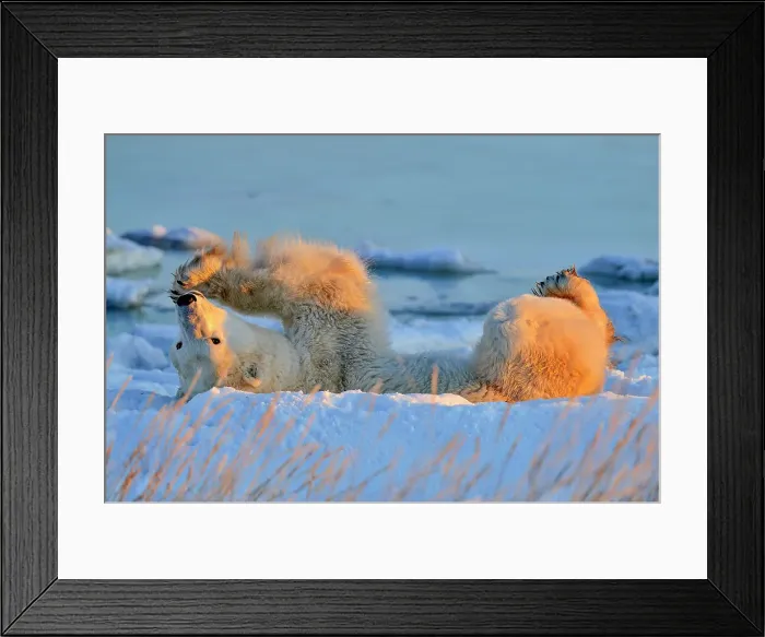 Framed Print : Polar bear (Ursus maritimus) Rolling in snow, Seal River Heritage Lodge, Churchill, Manitoba, Canada Framed Print : Polar bear (Ursus maritimus) Rolling in snow, Seal River Heritage Lodge, Churchill, Manitoba, Canada
