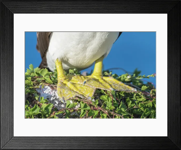 Framed Print : Brown Booby (Sula leucogaster) feet, Cayman Brac, Cayman Islands, British West Indies Framed Print : Brown Booby (Sula leucogaster) feet, Cayman Brac, Cayman Islands, British West Indies