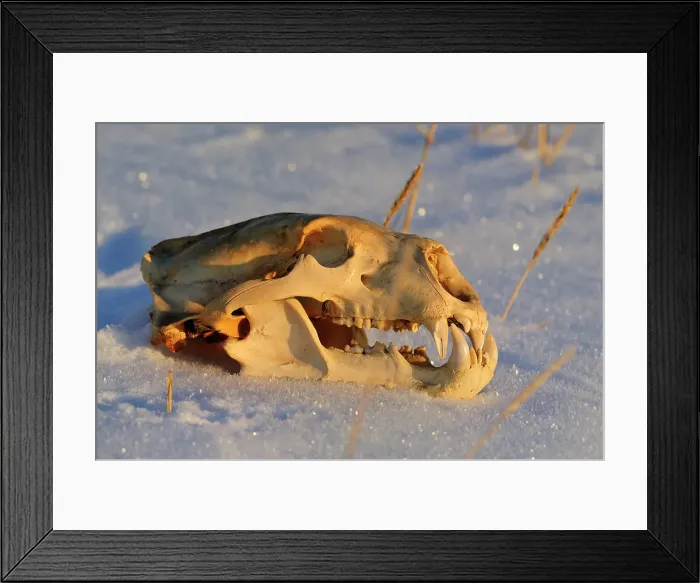 Framed Print : Polar bear (Ursus maritimus) Skull, Seal River Heritage Lodge, Churchill, Manitoba, Canada Framed Print : Polar bear (Ursus maritimus) Skull, Seal River Heritage Lodge, Churchill, Manitoba, Canada