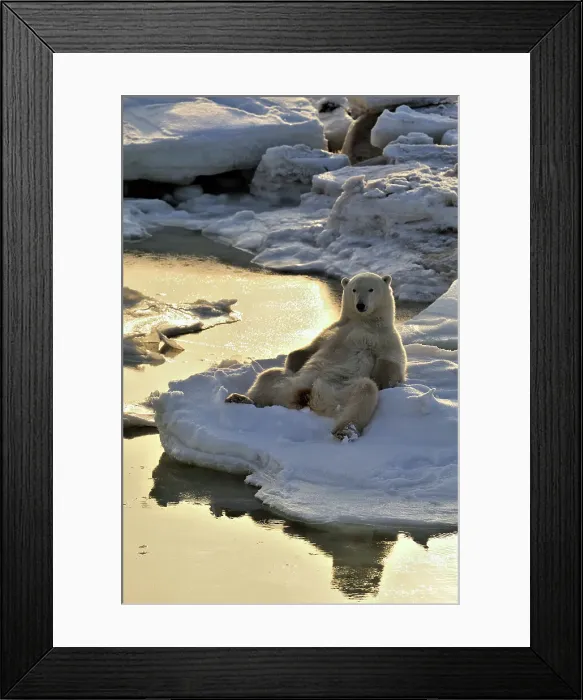 Framed Print : Polar bear (Ursus maritimus) Realaxed by open water, Seal River Heritage Lodge, Churchill, Manitoba, Canada