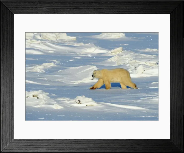 Framed Print : Polar bear (Ursus maritimus), Seal River Heritage Lodge, Churchill, Manitoba, Canada Framed Print : Polar bear (Ursus maritimus), Seal River Heritage Lodge, Churchill, Manitoba, Canada