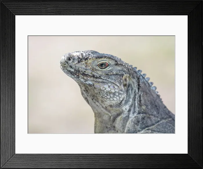 Framed Print : Sister Island Rock Iguana (Cyclura nubila caymanensis), Cayman Brac, Cayman Islands, British West Indies Framed Print : Sister Island Rock Iguana (Cyclura nubila caymanensis), Cayman Brac, Cayman Islands, British West Indies