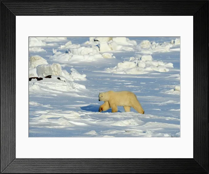 Framed Print : Polar bear (Ursus maritimus), Seal River Heritage Lodge, Churchill, Manitoba, Canada