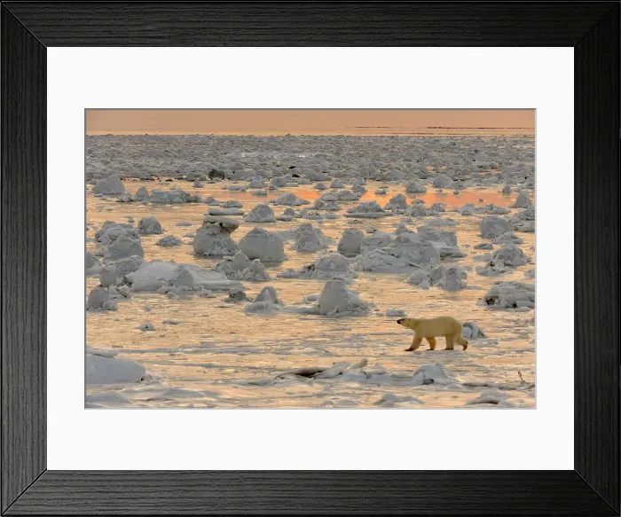 Framed Print : Polar bear (Ursus maritimus) walking on newly forming Hudson Bay ice, Seal River Heritage Lodge, Churchill, Manitoba, Canada Framed Print : Polar bear (Ursus maritimus) walking on newly forming Hudson Bay ice, Seal River Heritage Lodge, Churchill, Manitoba, Canada