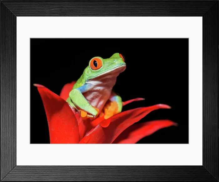 Framed Print : Red-eyed Tree Frog (Agalychnis callidryas) - captive bred