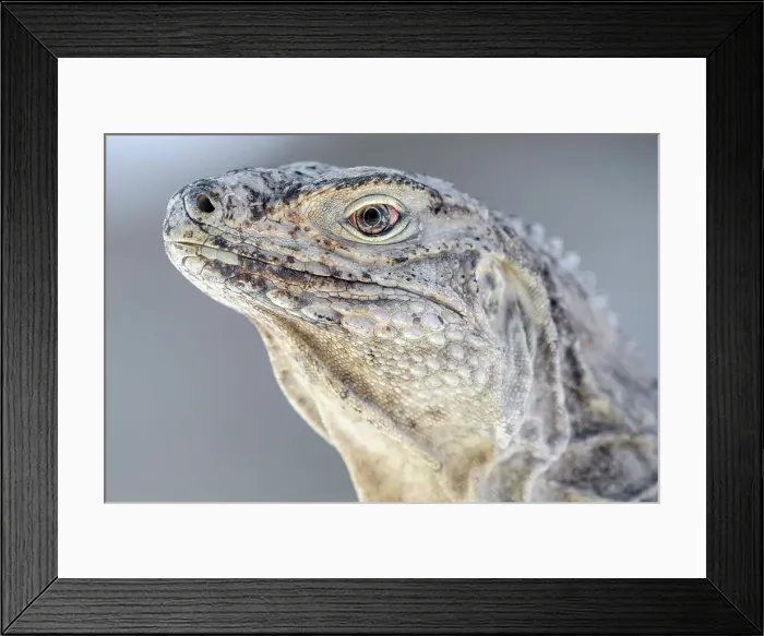 Framed Print : Sister Island Rock Iguana (Cyclura nubila caymanensis), Cayman Brac, Cayman Islands, British West Indies Framed Print : Sister Island Rock Iguana (Cyclura nubila caymanensis), Cayman Brac, Cayman Islands, British West Indies