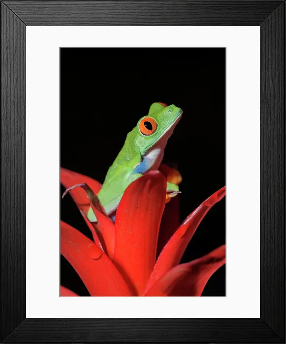 Framed Print : Red-eyed Tree Frog (Agalychnis callidryas) - captive bred