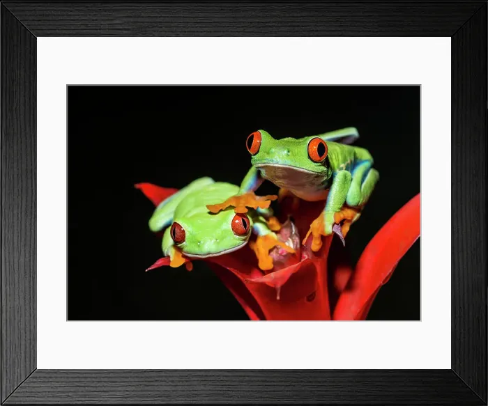 Framed Print : Red-eyed Tree Frog (Agalychnis callidryas) - captive bred