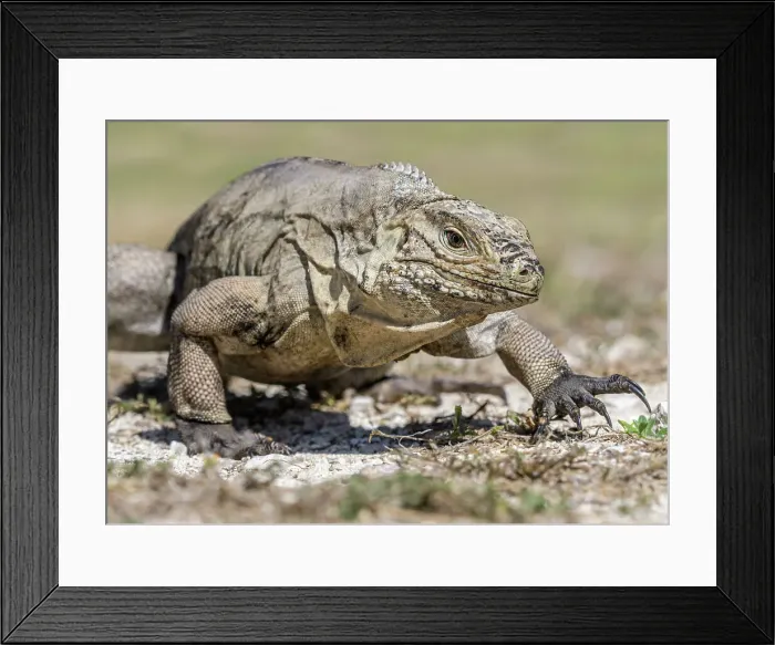 Framed Print : Sister Island Rock Iguana (Cyclura nubila caymanensis), Cayman Brac, Cayman Islands, British West Indies Framed Print : Sister Island Rock Iguana (Cyclura nubila caymanensis), Cayman Brac, Cayman Islands, British West Indies