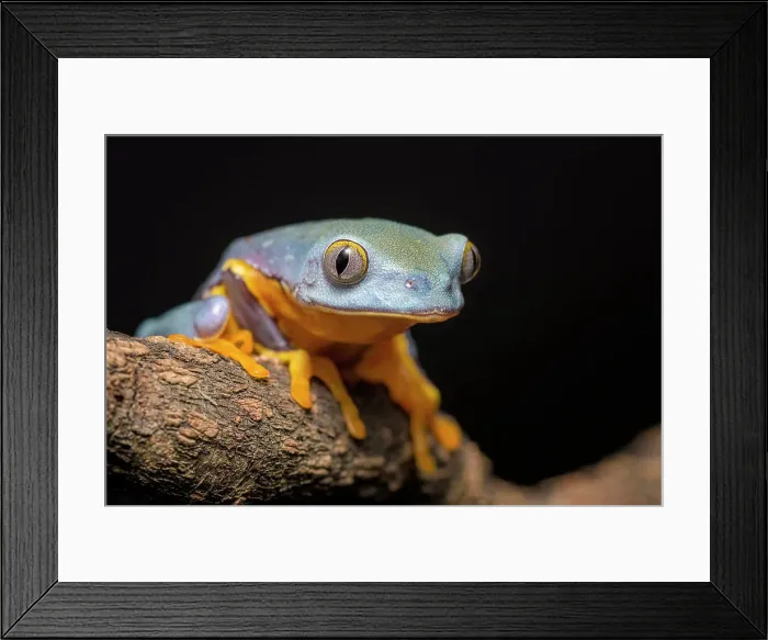 Framed Print : Splendid Leaf Frog (Cruziohyla craspedopus) - captive bred