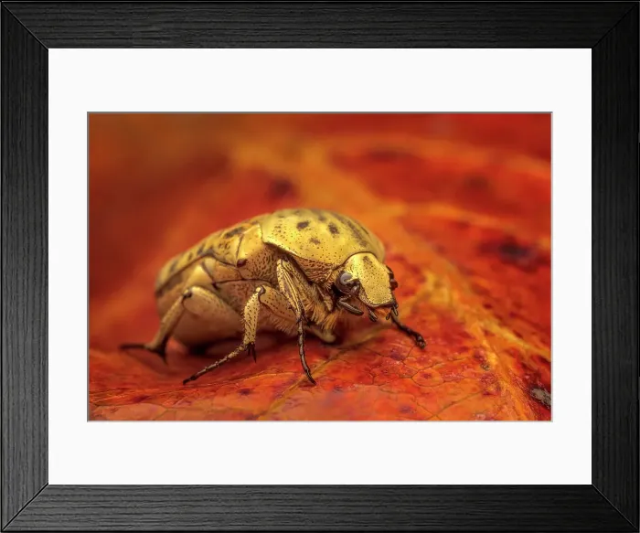 Framed Print : Flower Beetle, Grand Cayman, BWI Framed Print : Flower Beetle, Grand Cayman, BWI