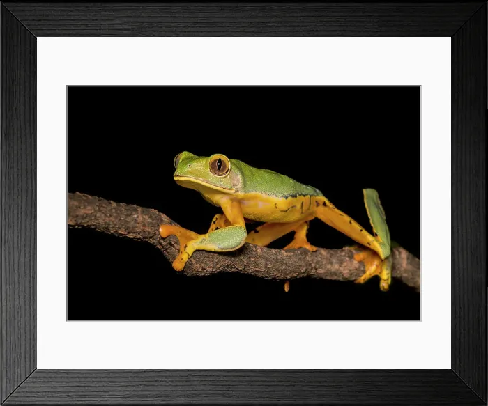 Framed Print : Splendid Leaf Frog (Cruziohyla craspedopus) - captive bred Framed Print : Splendid Leaf Frog (Cruziohyla craspedopus) - captive bred