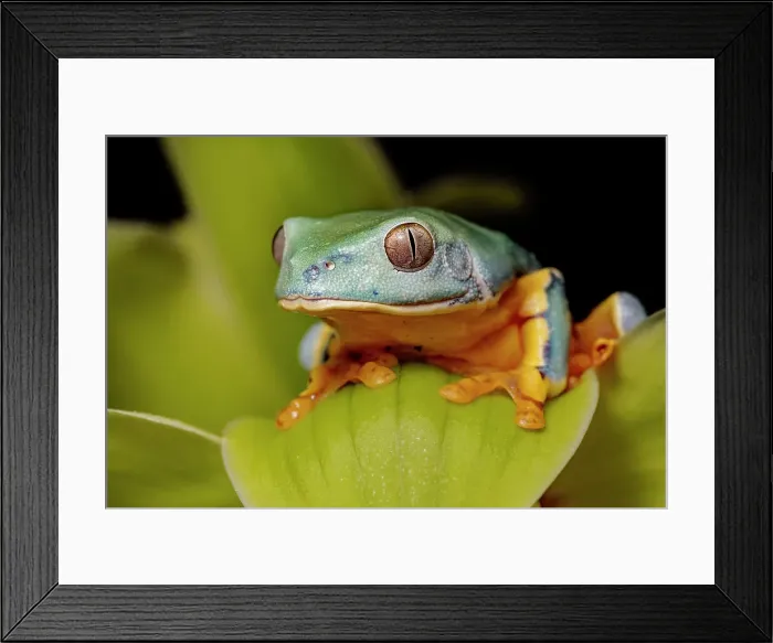 Framed Print : Splendid Leaf Frog (Cruziohyla craspedopus) - captive bred Framed Print : Splendid Leaf Frog (Cruziohyla craspedopus) - captive bred
