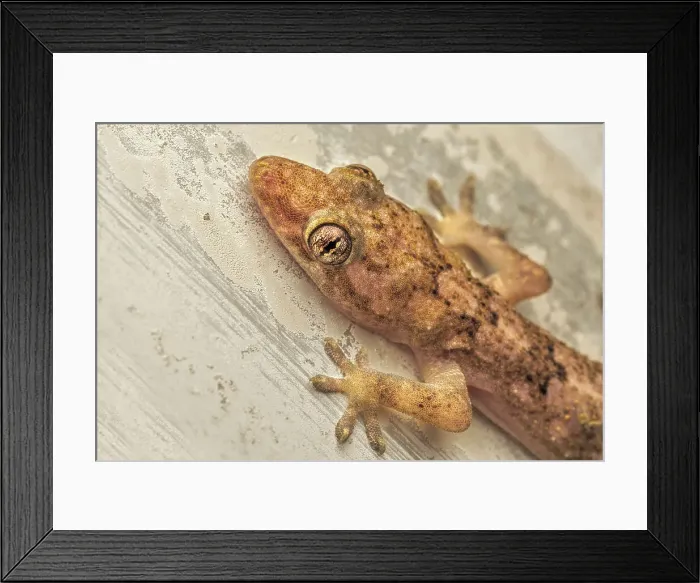 Framed Print : Tropical House Gecko (Hemidactylus mabouia), Grand Cayman, British West Indies Framed Print : Tropical House Gecko (Hemidactylus mabouia), Grand Cayman, British West Indies