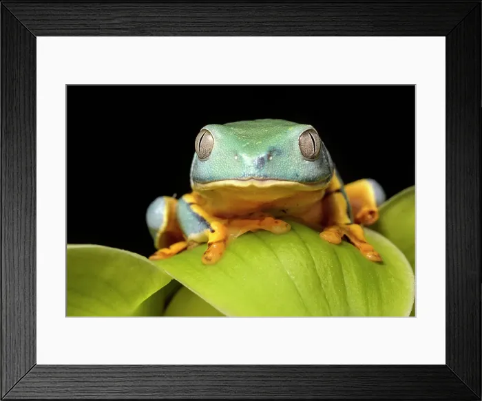 Framed Print : Splendid Leaf Frog (Cruziohyla craspedopus) - captive bred Framed Print : Splendid Leaf Frog (Cruziohyla craspedopus) - captive bred