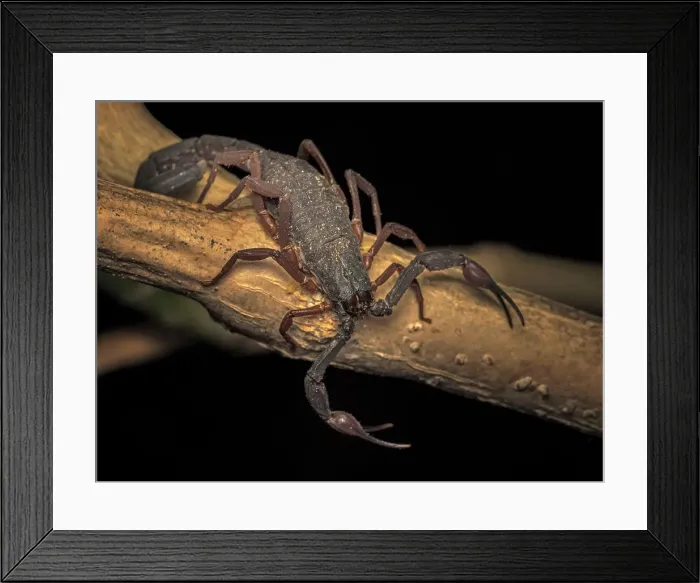 Framed Print : Cayman Scorpion (Heteronebo caymanensis), Grand Cayman, Cayman Islands, British West Indies Framed Print : Cayman Scorpion (Heteronebo caymanensis), Grand Cayman, Cayman Islands, British West Indies