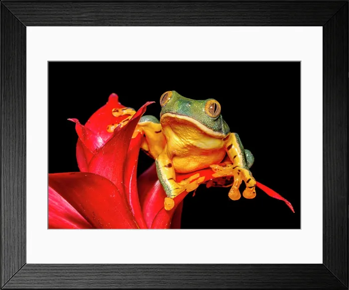 Framed Print : Splendid Leaf Frog (Cruziohyla craspedopus) - captive bred Framed Print : Splendid Leaf Frog (Cruziohyla craspedopus) - captive bred