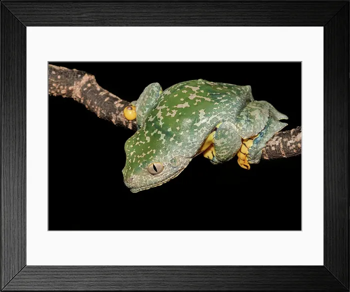 Framed Print : Fringed Leaf Frog (Cruziohyla craspedopus) - captive bred Framed Print : Fringed Leaf Frog (Cruziohyla craspedopus) - captive bred