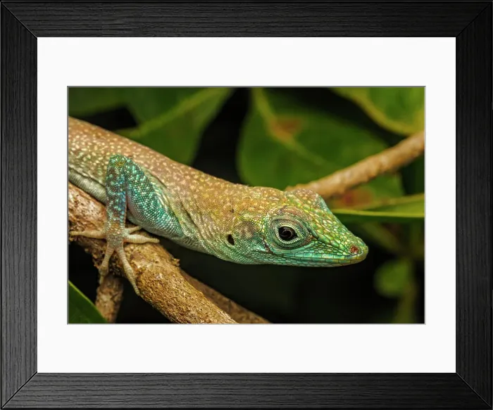Framed Print : Grand Cayman Anole (Anolis conspersus), Grand Cayman, British West Indies Framed Print : Grand Cayman Anole (Anolis conspersus), Grand Cayman, British West Indies